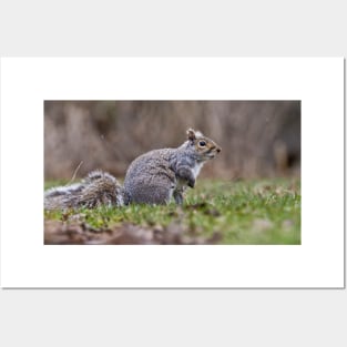 Grey Squirrel Posters and Art